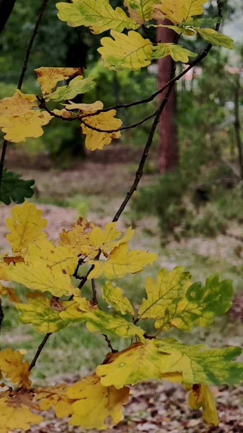 Oak leaves changing from green to yellow in early autumn, Vertical Stock Footage 346069854