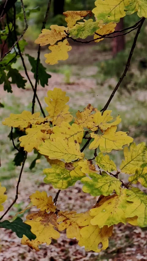 Oak leaves changing from green to yellow in early autumn, Vertical Stock Footage 346069856