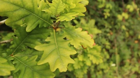 Oak Leaves close up Stock Footage 224941332