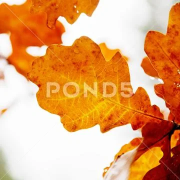 Oak leaves close-up on a light background of a cloudy sky Stock Photos