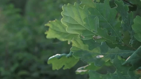 Oak leaves close-up swaying in the wind and a thin cobweb Stock Footage 229894831