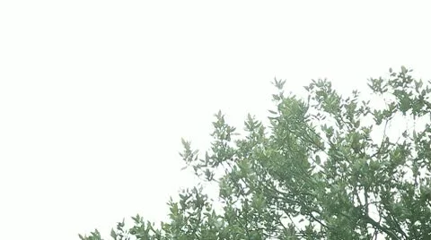 Oak leaves with copy space Stock Footage 8989675