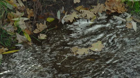 Oak leaves with a drop of water on the surface whirl in a whirlpool in a forest Stock Footage 175187042
