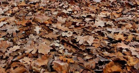 Oak Leaves Fall To Continue The Cycle Of Life Stock Photo Foto stock
