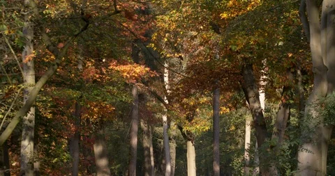 Oak leaves falling off the trees at sunny day in autumn, Netherlands 4K Stock Footage 96658092