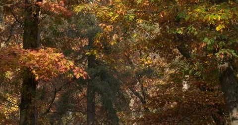 Oak leaves falling off the trees at sunny day in autumn, Netherlands 4K Stock Footage 96687811