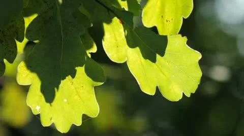 Oak leaves Video stock 11186268