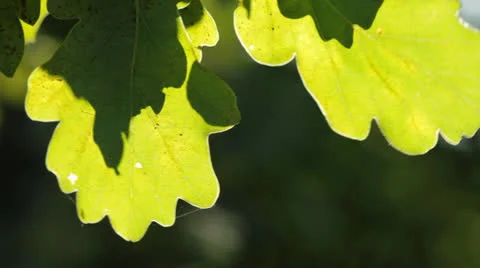 Oak Leaves Stock Footage 22604721
