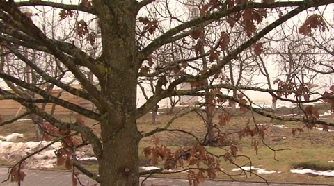 Oak leaves 스톡 동영상 34099040