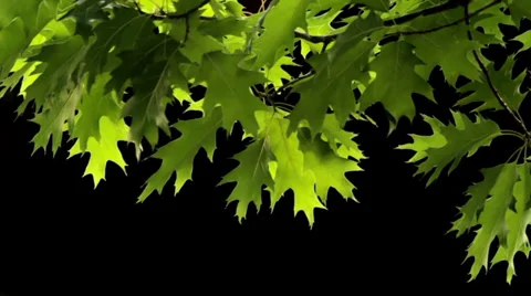 Oak leaves Stock Footage 39587759