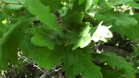 Oak leaves Stock Footage 51033565