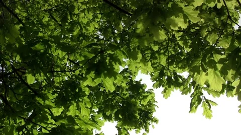 Oak leaves Stock Footage 51945168