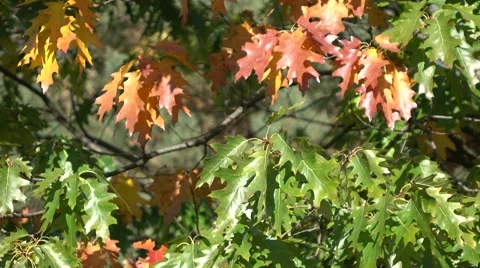 Oak leaves Stock Footage 56053149