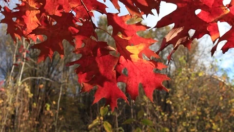 Oak leaves Stock Footage 245106163