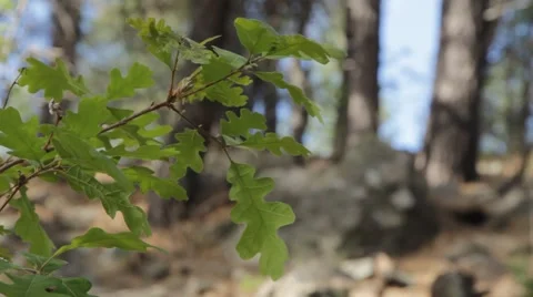 Oak leaves in the forest Stock Footage 49389374