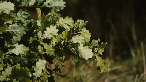 Oak Leaves with Forest Sunlight. Video stock 306647704