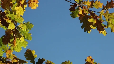 Oak leaves frame Stock Footage 103486510