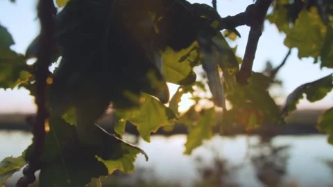 Oak leaves framing setting sun over lake Stock Footage 291883089