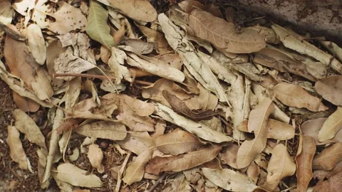 Oak leaves in the ground 스톡 동영상 132221382