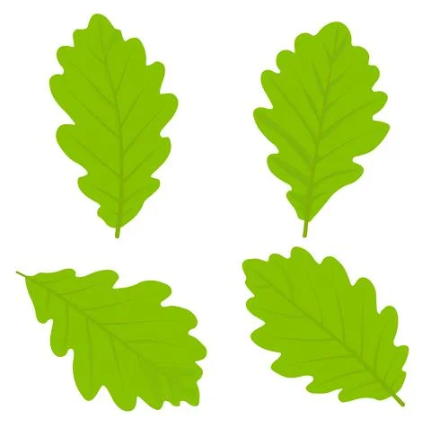 Oak leaves Illustrazione stock