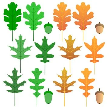 Oak leaves - isolated Illustrazione stock