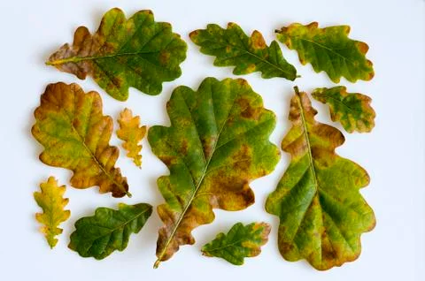 Oak leaves Stock Photos