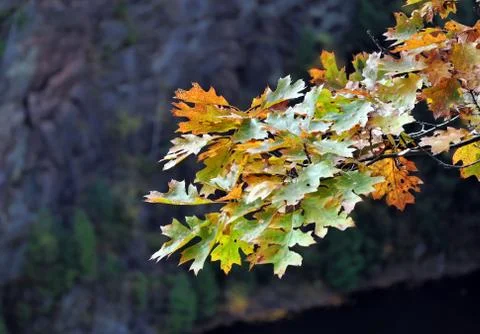 Oak leaves Stock Photos