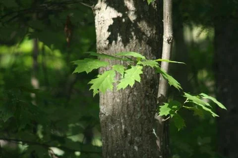 Oak Leaves Stock Photos