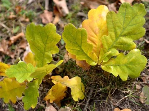 Oak leaves Stock Photos