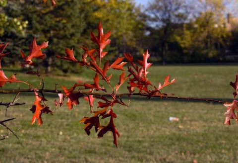 Oak leaves Stock Photos