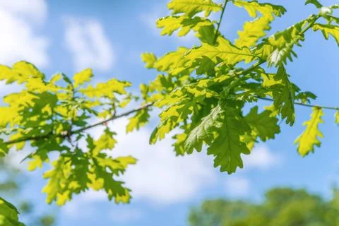 Oak leaves Stock Photos