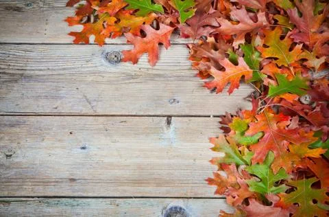 Oak leaves Stock Photos