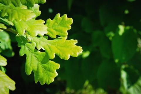 Oak leaves Stock Photos