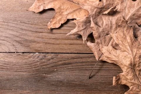 Oak leaves Stock Photos