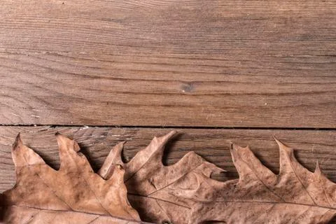 Oak leaves Stock Photos