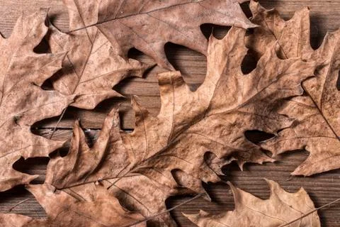 Oak leaves Stock Photos