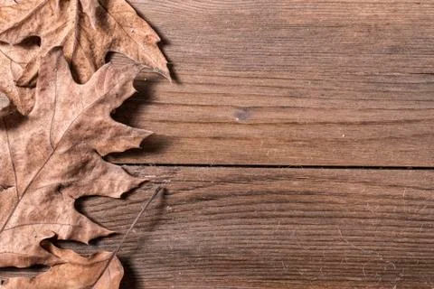 Oak leaves Stock Photos