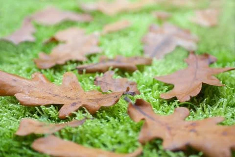 Oak leaves Stock Photos