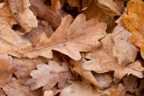 Oak leaves Stock Photos