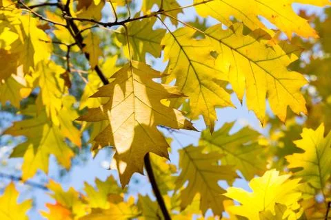 Oak leaves Stock Photos