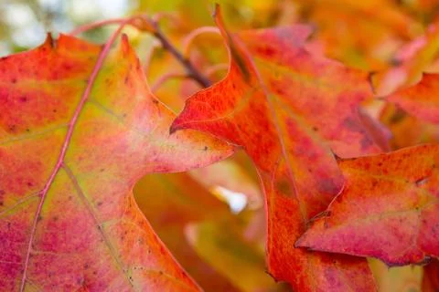 Oak leaves Stock Photos