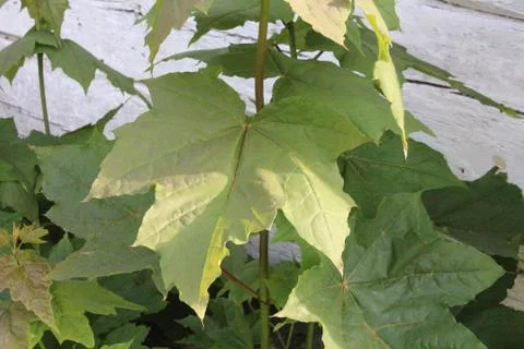 Oak leaves Stock Photos