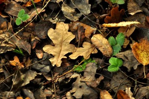 Oak leaves Stock Photos