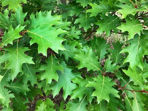 Oak leaves. Stock Photos