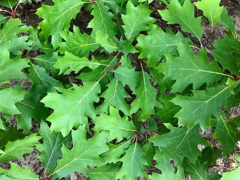 Oak leaves. Stock Photos
