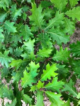 Oak leaves. Stock Photos