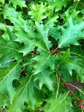 Oak leaves. Stock Photos