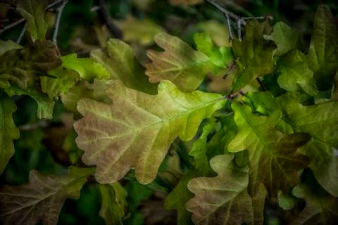 Oak Leaves Stock Photos