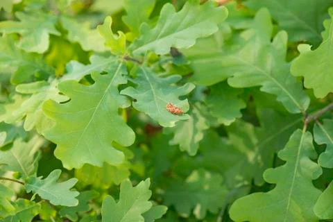 Oak leaves Stock Photos
