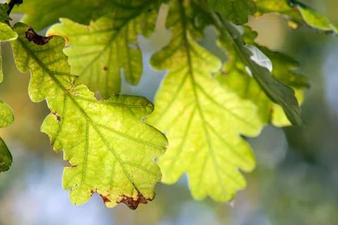 Oak leaves Stock Photos